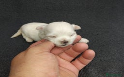 Bichón Maltés perros en venta: Bichones micro toys - Imagen 3