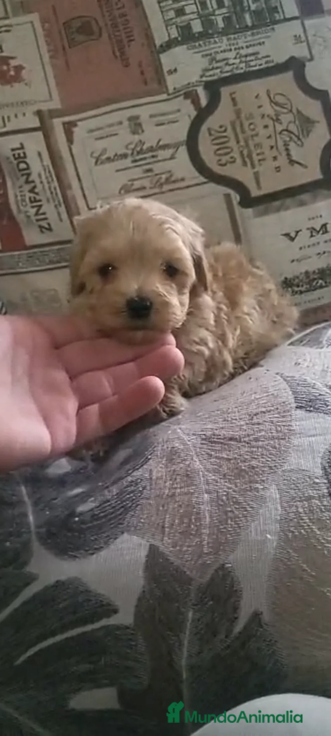 Maltipoo perros en venta: Maltipoo - Anuncio 5