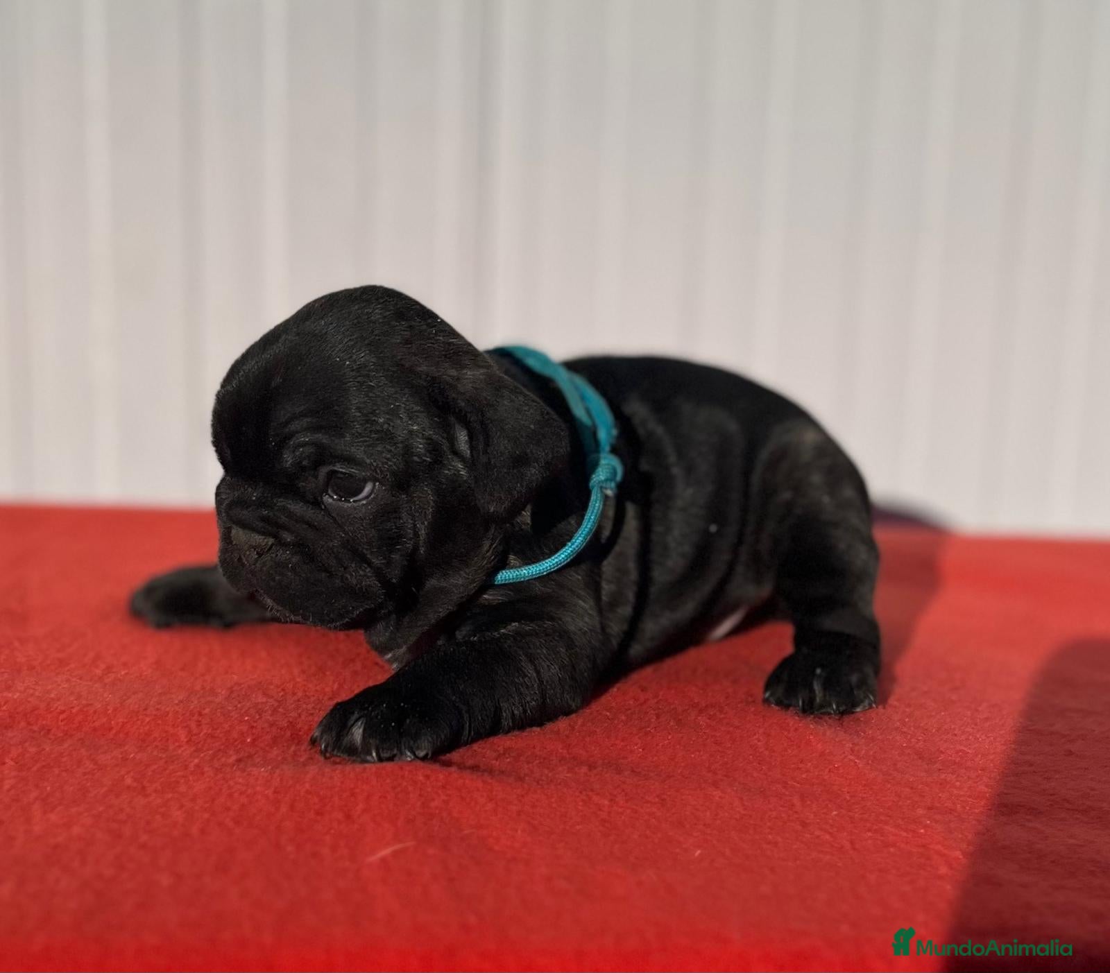 Bulldog Francés perros Bulldog francés macho  - Anuncio 2