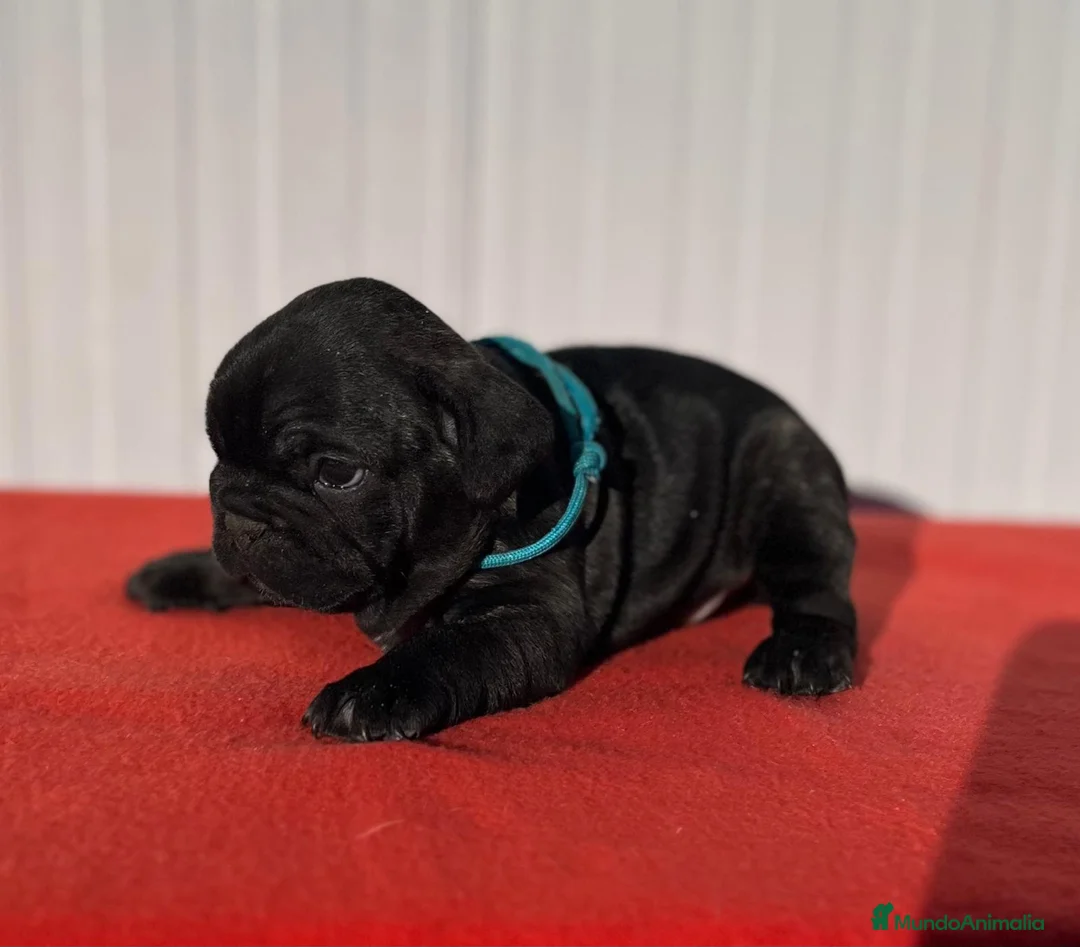 Bulldog Francés perros en venta: Bulldog francés macho  - Anuncio 2