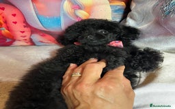 Caniche Toy perros en venta: Caniche mini toy - Imagen 7