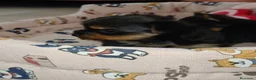 Yorkshire Terrier perros en venta: Yorkshire terrier Toy - Anuncio 7