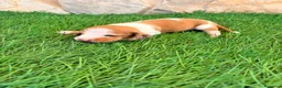 Teckel Miniatura perros en venta: Teckel miniatura bicolor  - Anuncio 10