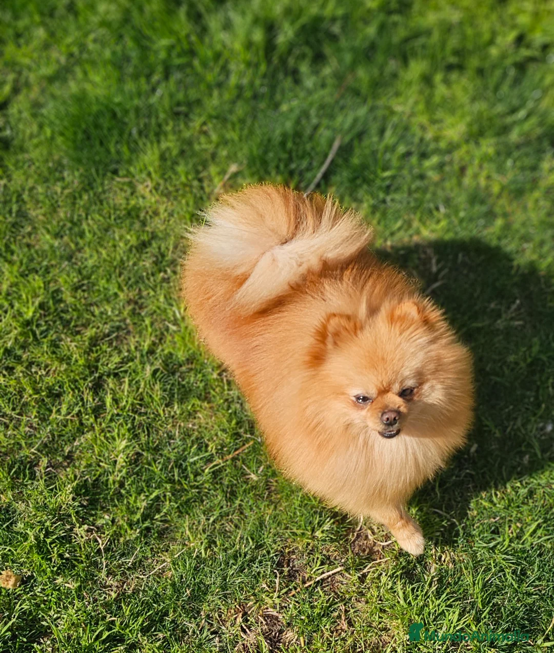 Pomerania perros en venta: POMERANIA JOVEN GEN MERLE - Anuncio 6