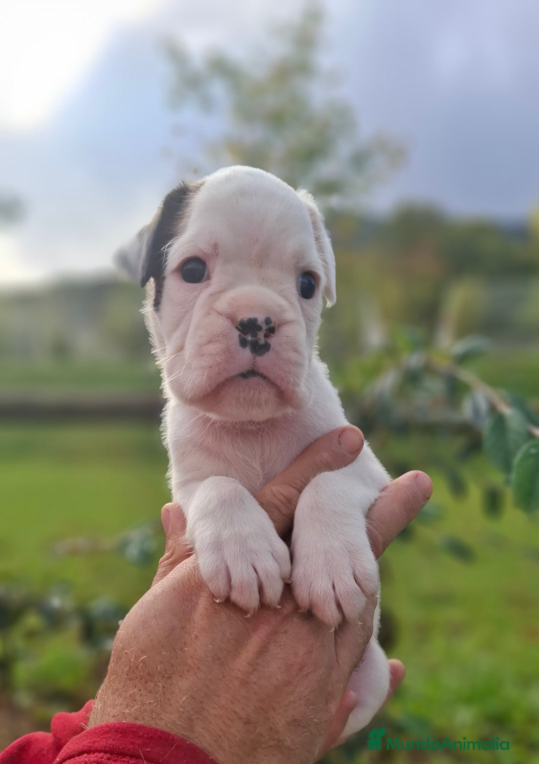 Boxer perros en venta: BOXER HEMBRA BLANCA - Imagen 2