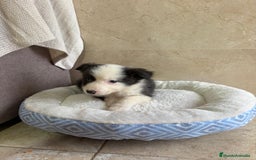 Border Collie perros en venta: Última hembra border collie - Anuncio 2