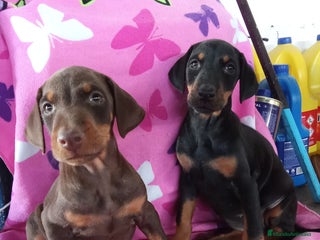 Dobermann perros - Anuncio 1