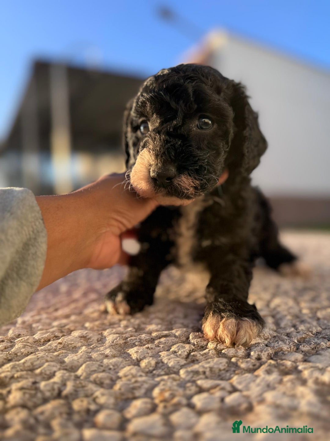 Perro de Agua Español perros en venta: PERRO DE AGUA HEMBRA RABONA - Anuncio 1