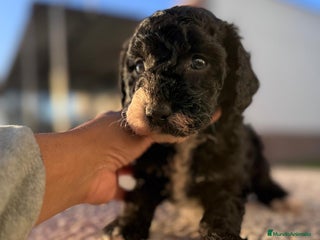 Perro de Agua Español perros PERRO DE AGUA HEMBRA RABONA - Anuncio 2