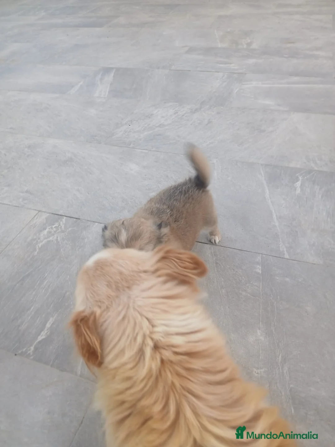 Chihuahua perros en venta: Chihuahua - Anuncio 7