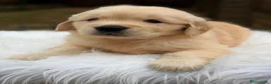 Golden Retriever 4