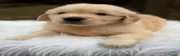 Golden Retriever perros en venta: Golden retriever dorados  - Anuncio 10