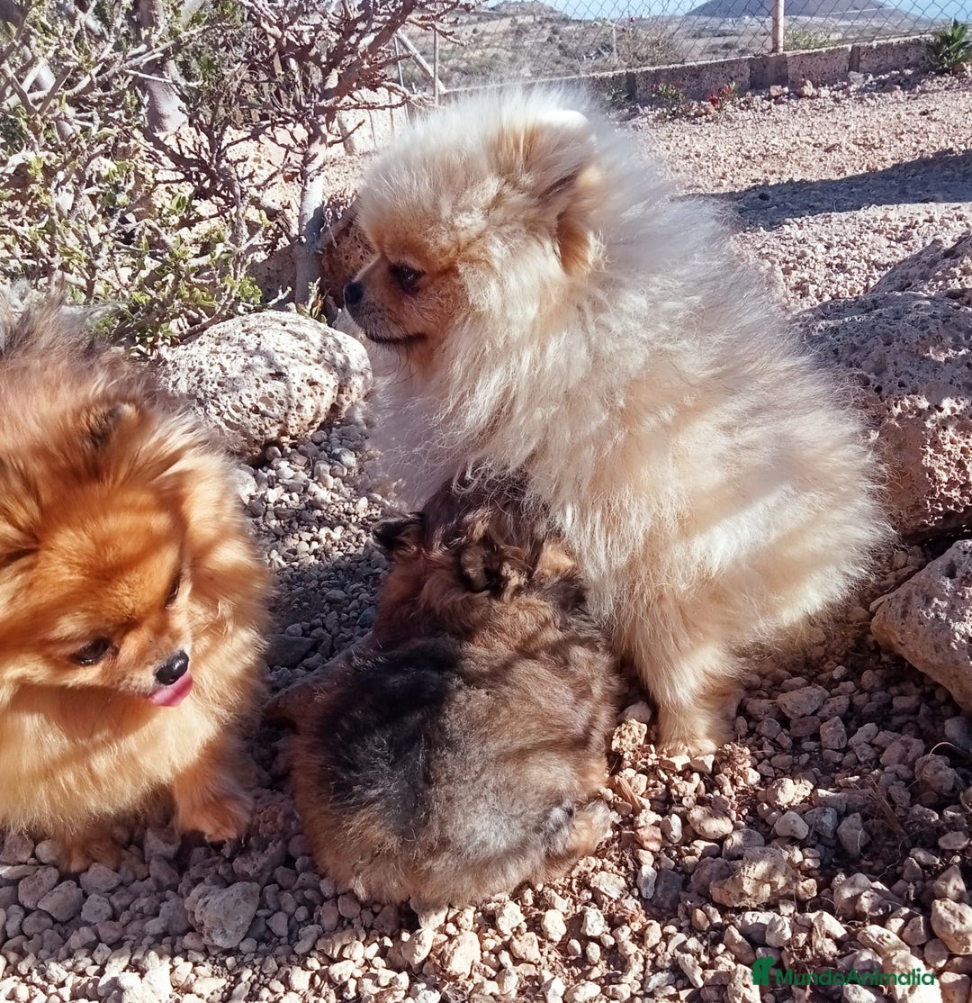 Pomerania perros en venta: Hembra Pomerania nano Tenerife  - Imagen 2
