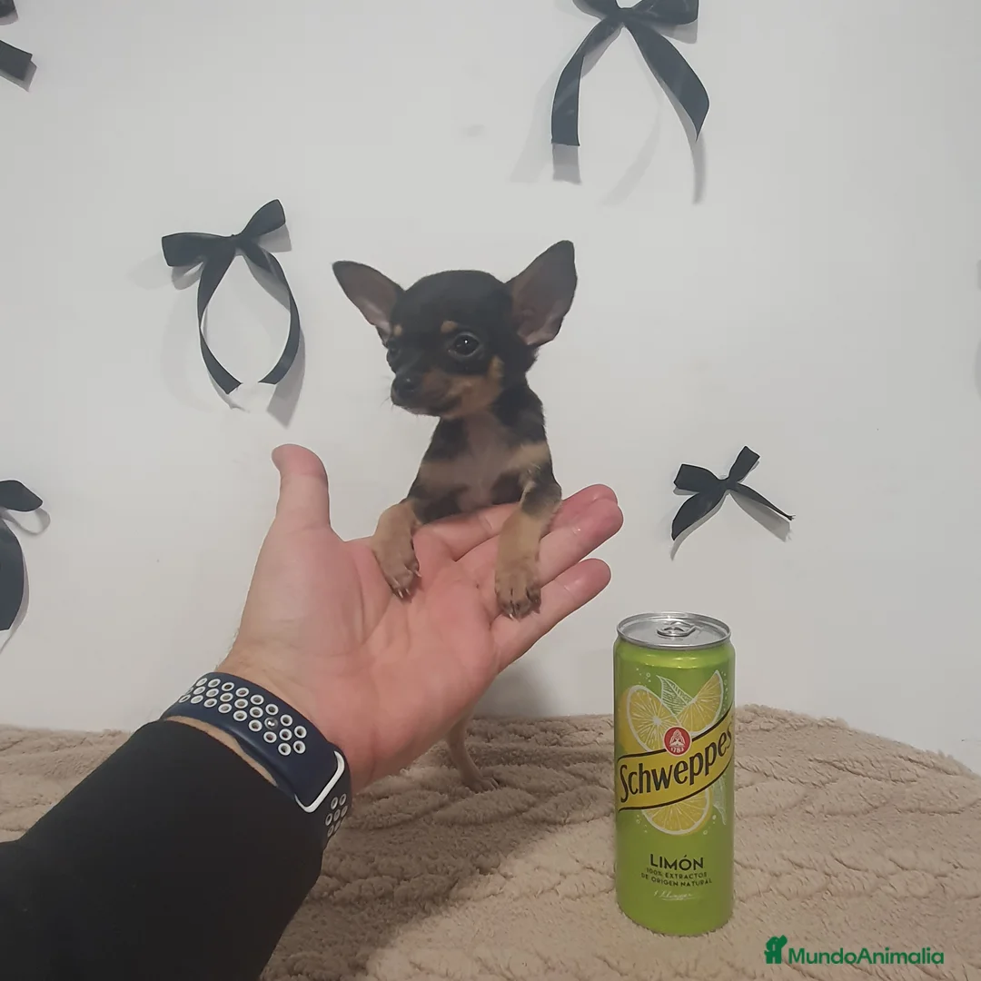Chihuahua perros en venta: Chihuahua miniatura  - Anuncio 1