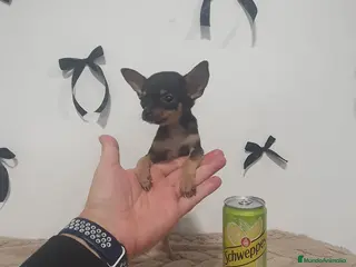 Chihuahua perros Chihuahua miniatura - Anuncio 2
