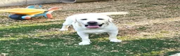 Labrador Retriever perros en venta: Labrador Retriever  - Anuncio 3