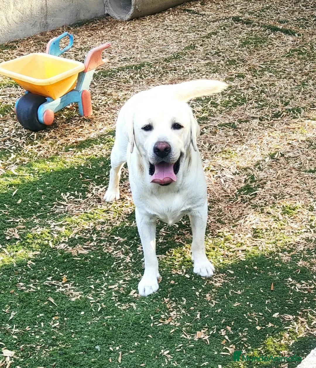 Labrador Retriever perros en venta: Labrador Retriever  - Anuncio 3