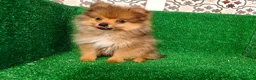 Pomerania perros en venta: Pomerania  - Anuncio 15
