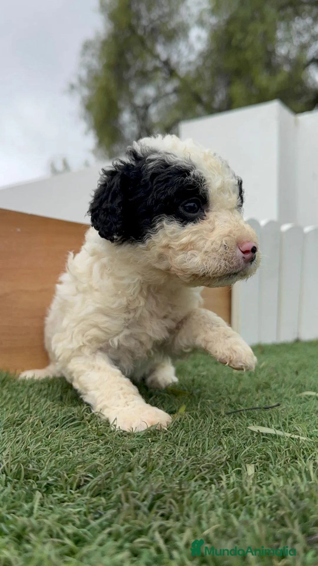 Perro de Agua Español perros en venta: PERRO DE AGUA ESPAÑOL - Anuncio 9