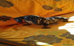 Teckel perros en venta: Cachorro teckel arlequín plata  - Imagen 3