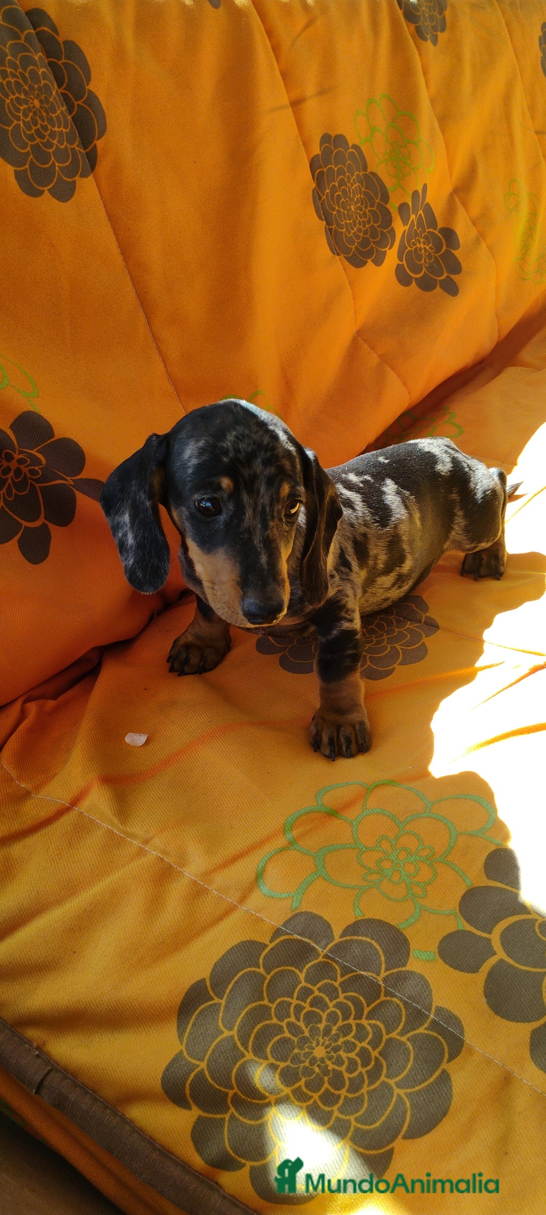 Teckel perros en venta: Cachorro teckel arlequín plata  - Imagen 3