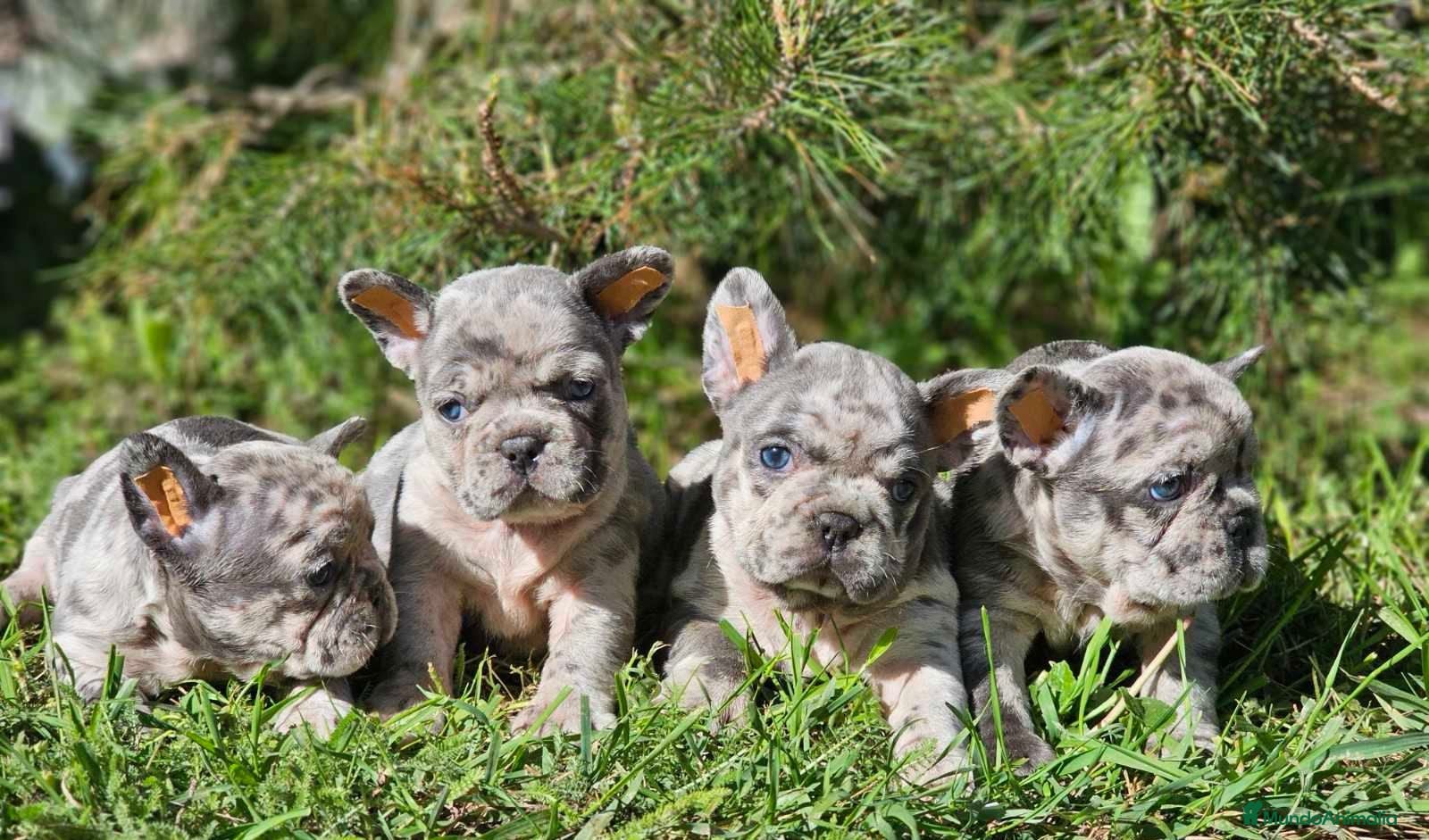 Bulldog Francés perros ‼️‼️BULLDOG FRANCES EXÓTICOS - Anuncio 2