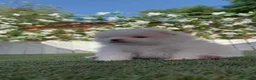 Pomerania perros en venta: POMERANIA - Anuncio 4