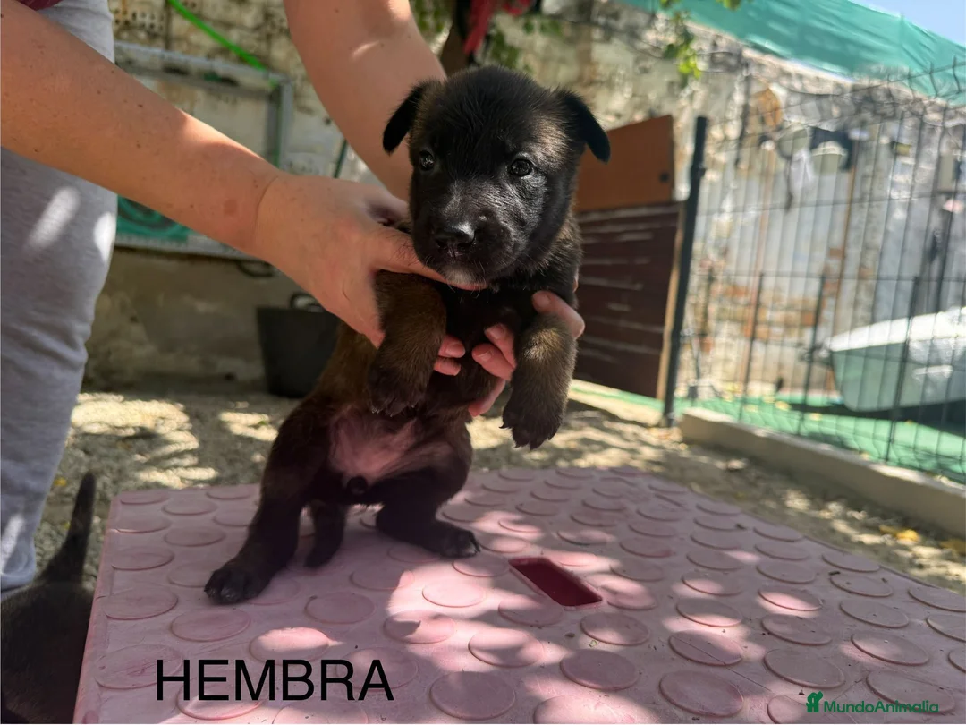 Pastor Belga Malinois perros en venta: Pastor belga malinois de calidad  - Anuncio 2