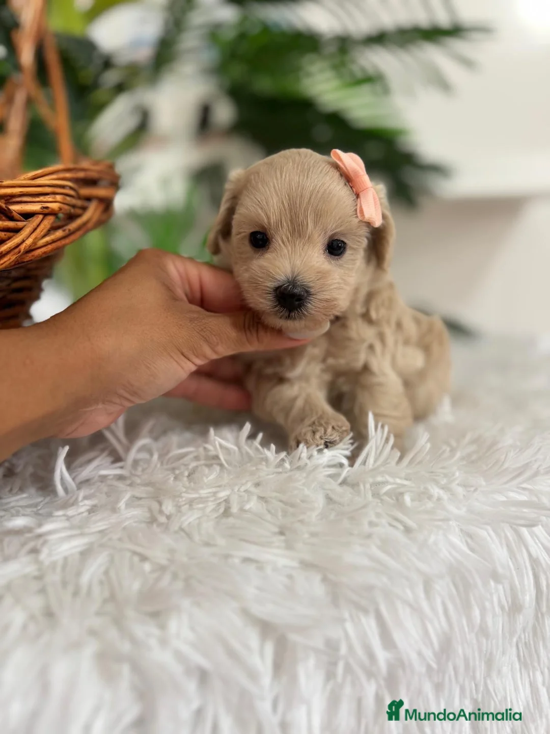 Maltipoo perros en venta: MALTIPOO HEMBRA - Anuncio 19