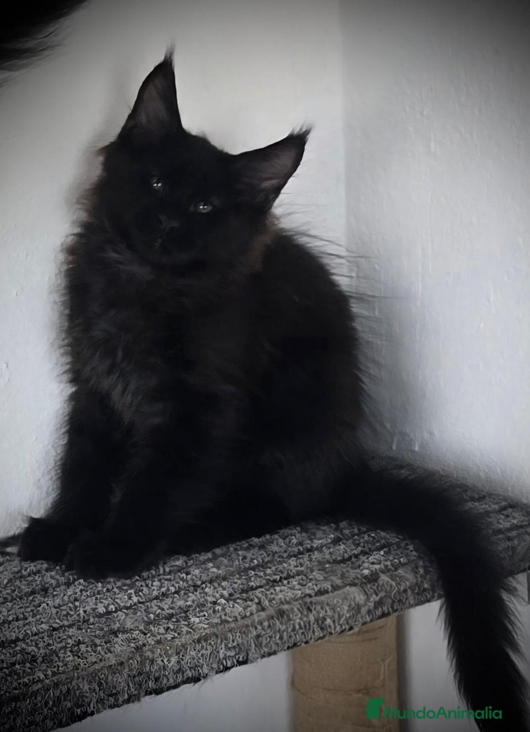 Maine Coon gatos en venta: Maine Coon Macho Negro - Imagen 5