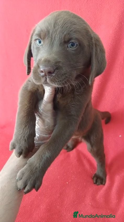 Labrador Retriever perros Labrador Retriever Chocolate  - Anuncio 1