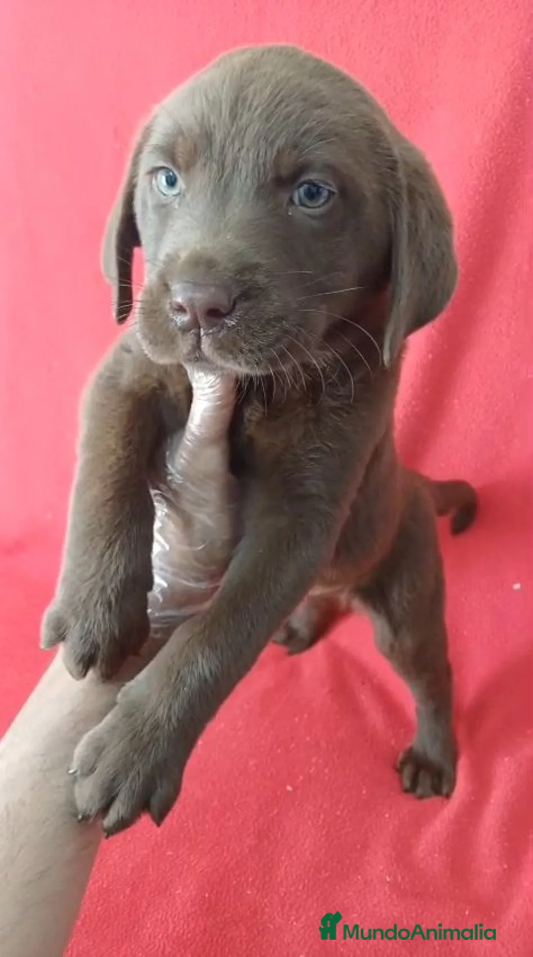 Labrador Retriever perros en venta: Labrador Retriever Chocolate  - Anuncio 1