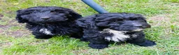 Goldendoodle perros en venta: Goldendoodle Multigeneracion - Anuncio 4