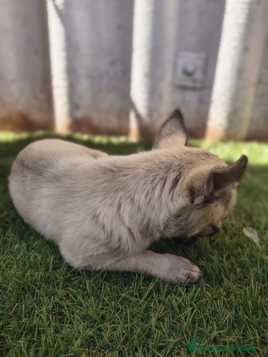 Chihuahua perros en venta: Chihuahua toy Cabeza manzana - Imagen 4