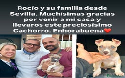 American Staffordshire-Terrier perros en venta: American Stanford (transparencia) - Anuncio 21