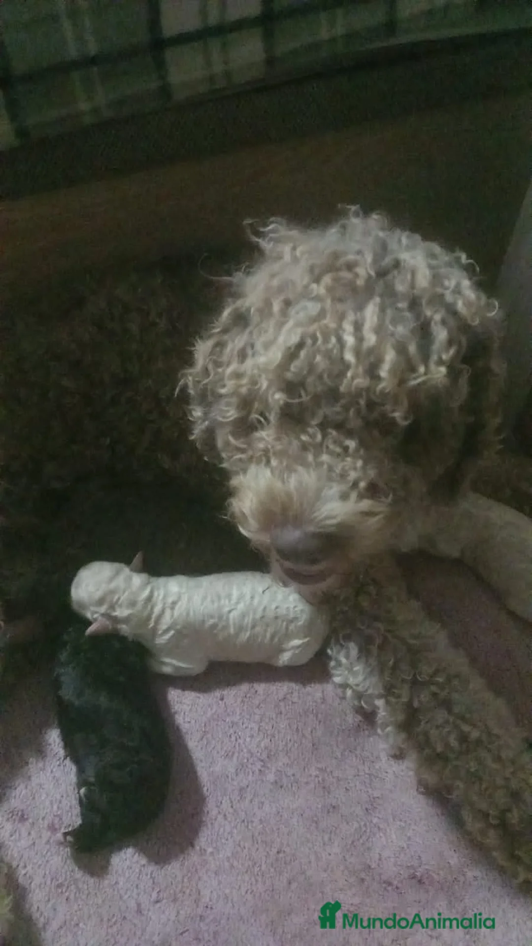 Perro de Agua Español perros en venta: Machito claro PDA - Anuncio 3