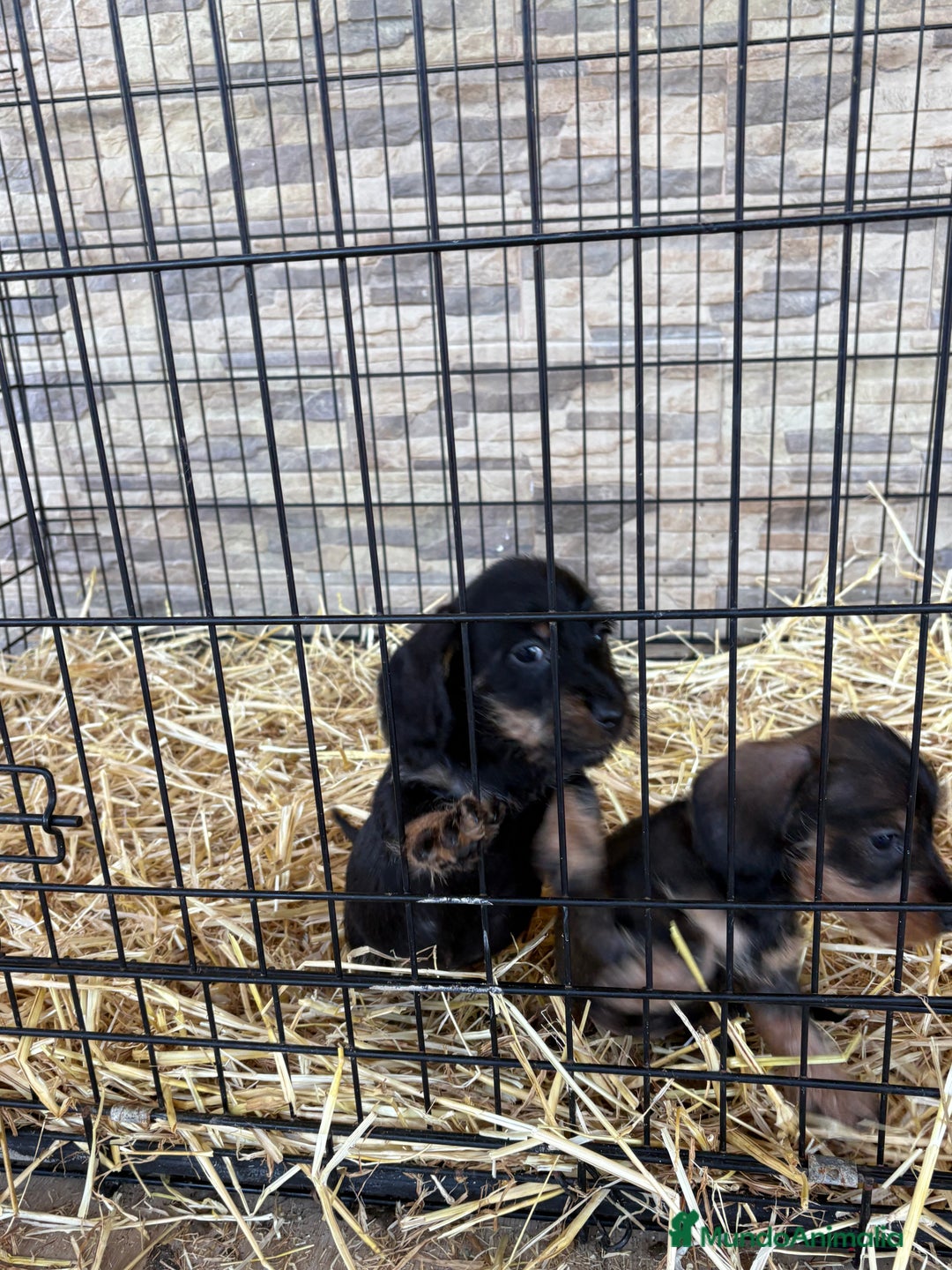 Teckel Miniatura perros en venta: Teckel mini pelo duro  - Anuncio 3