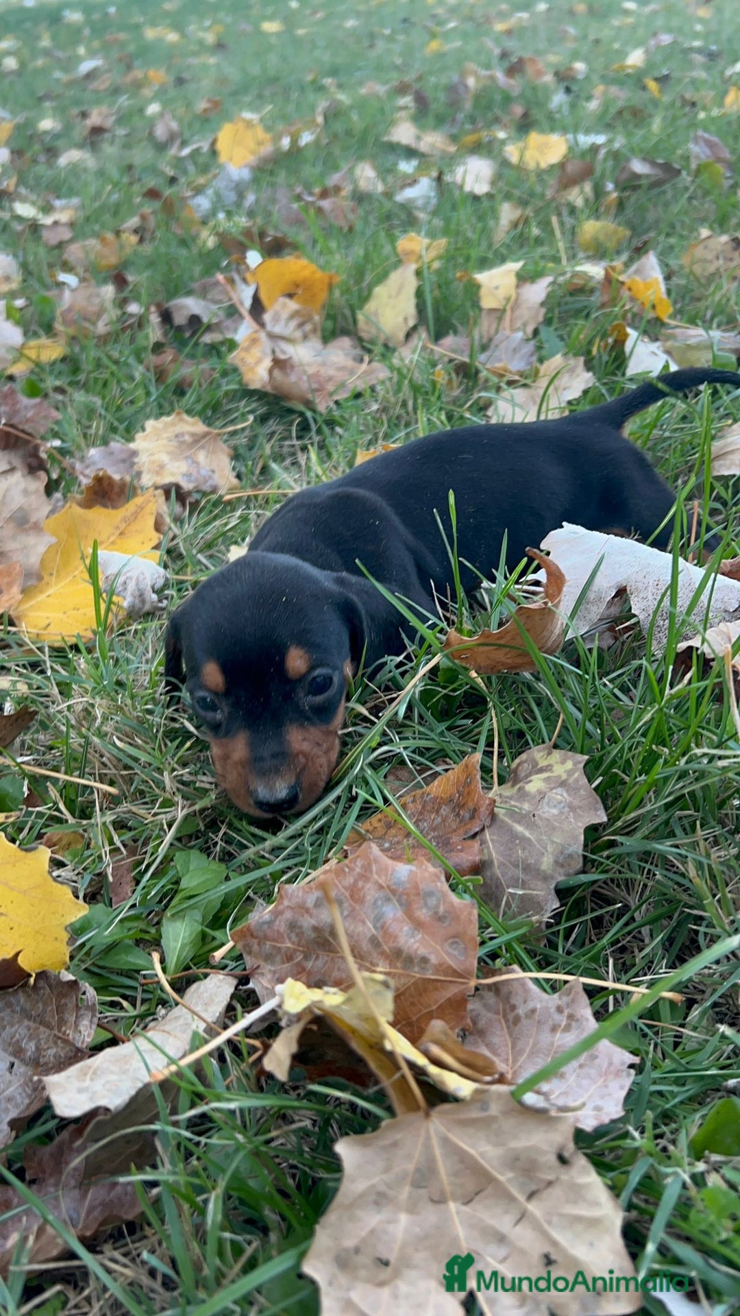 Teckel Miniatura perros en venta: Tecleo mini  - Anuncio 8