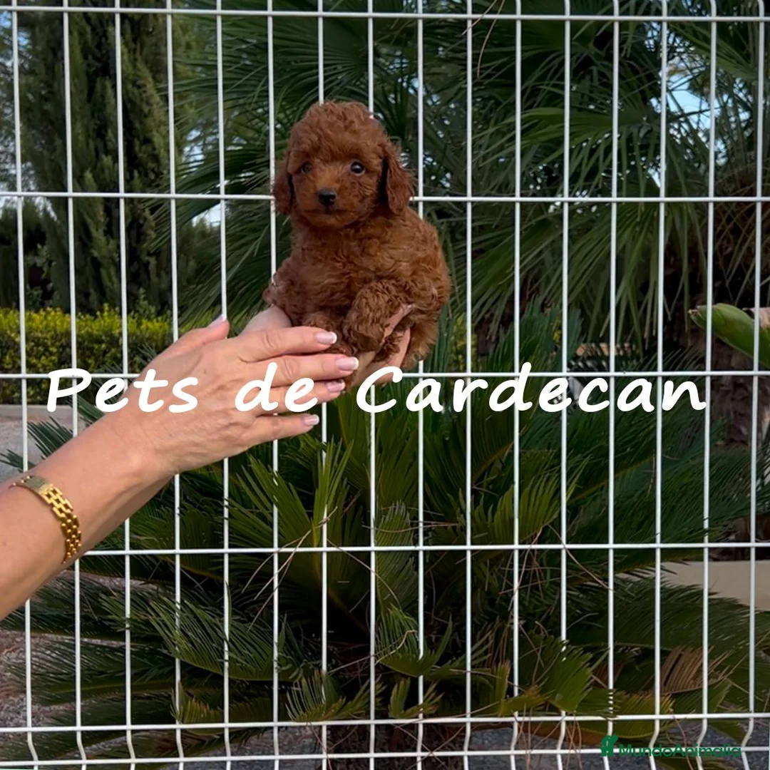 Caniche Toy perros en venta: CANICHE TOY ROJA HEMBRA  - Anuncio 1