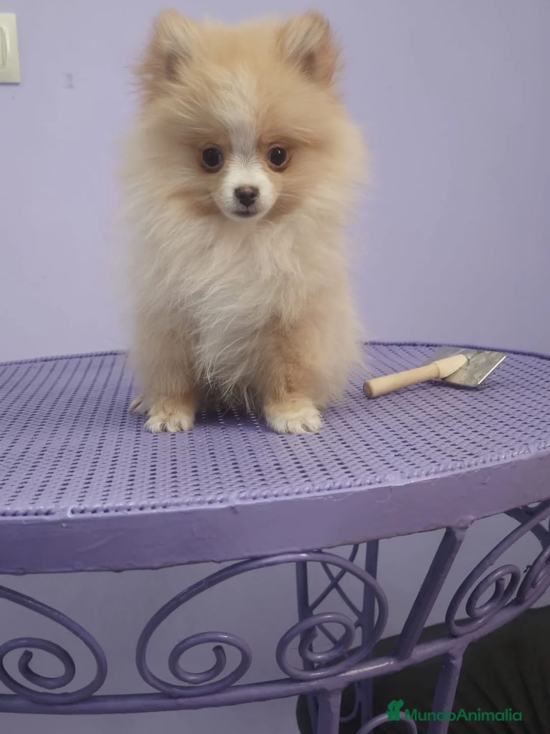 Pomerania perros en venta: Pomerania Crema Mini - Anuncio 2