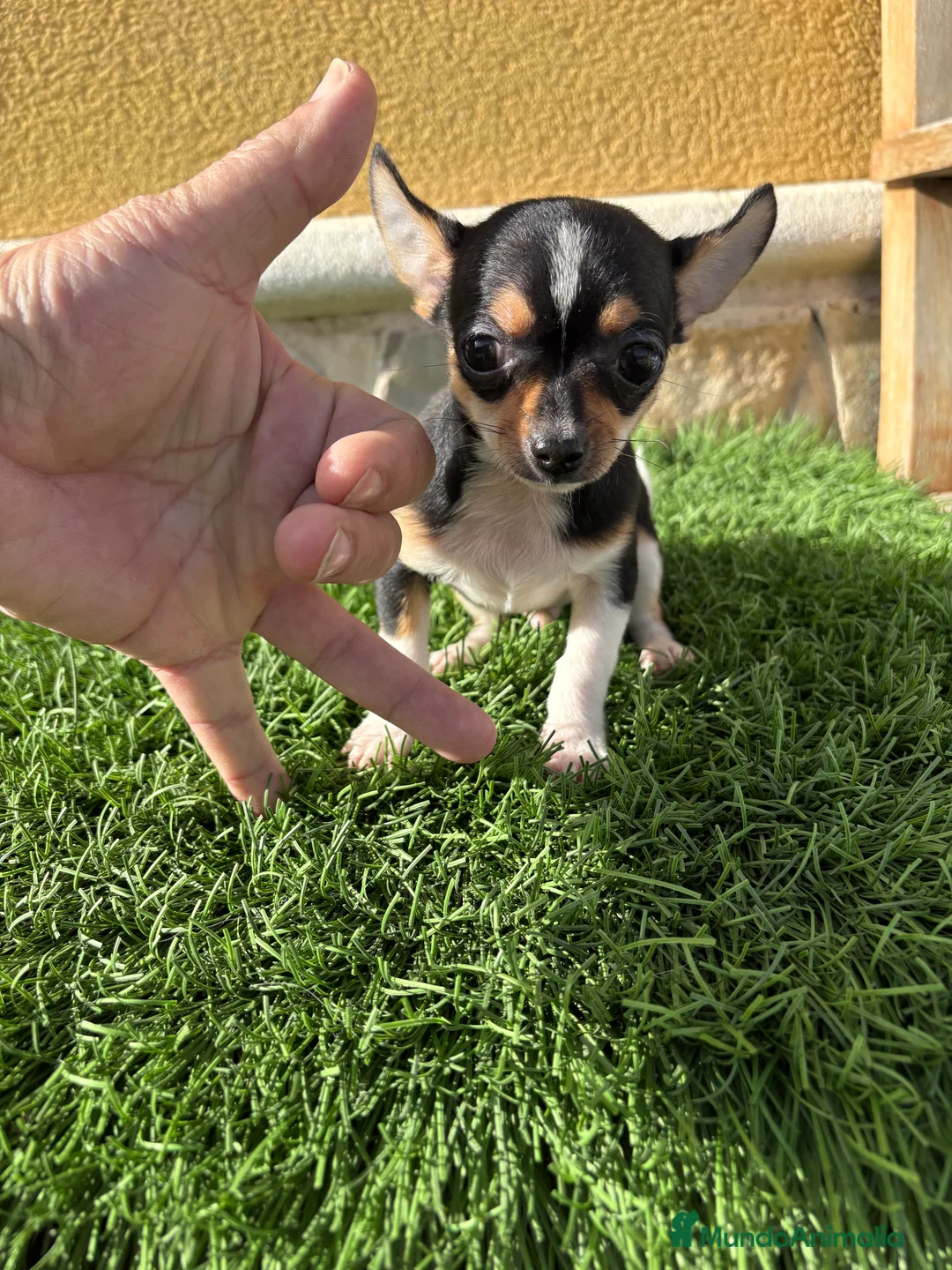 Chihuahua perros en venta: Chihuahua Toy tricolor macho - Anuncio 7