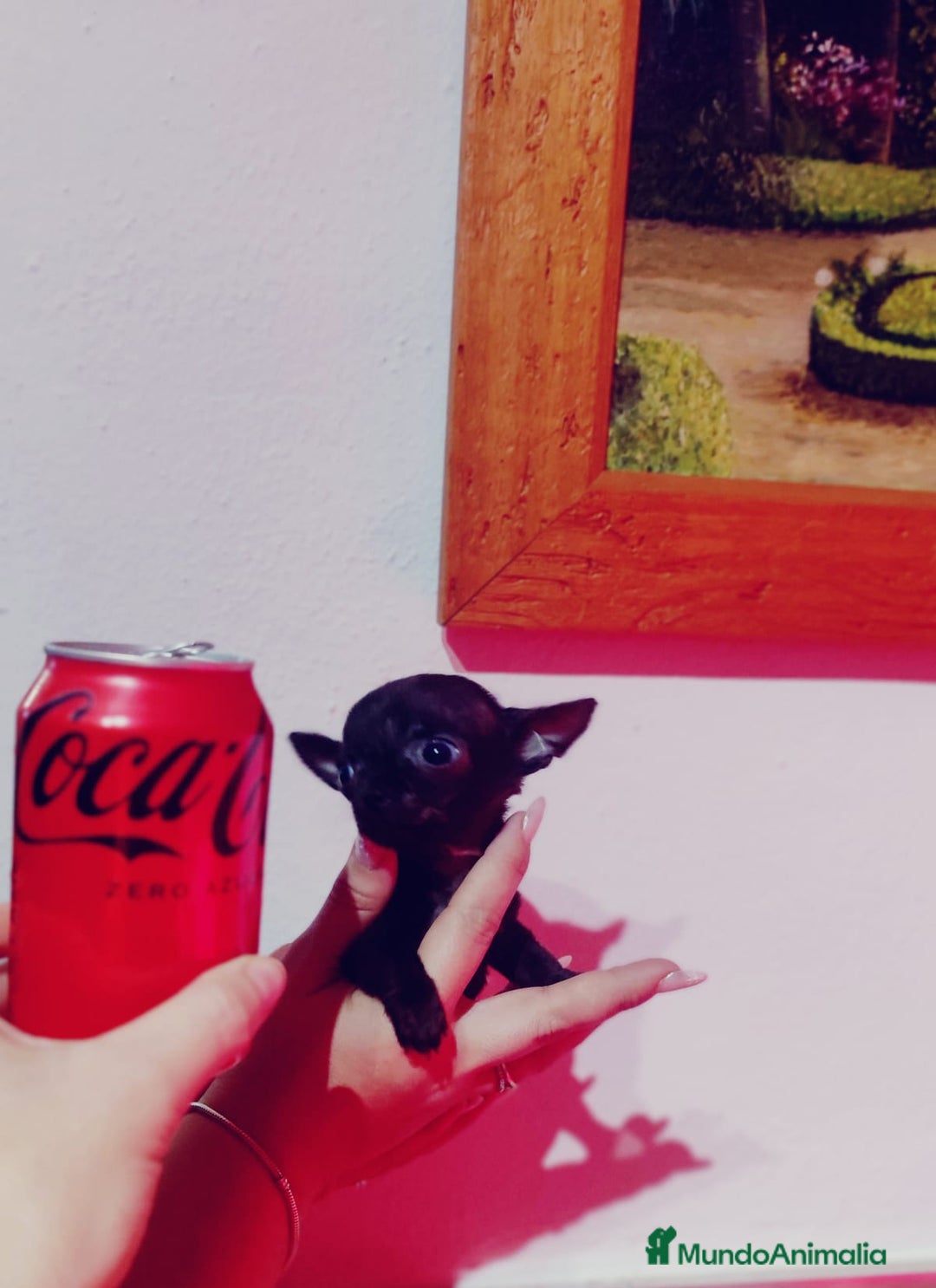 Chihuahua perros en venta: Chihuahua  - Anuncio 2