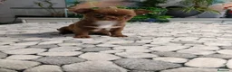 Chihuahua perros en venta: Chihuhua toy  - Anuncio 1
