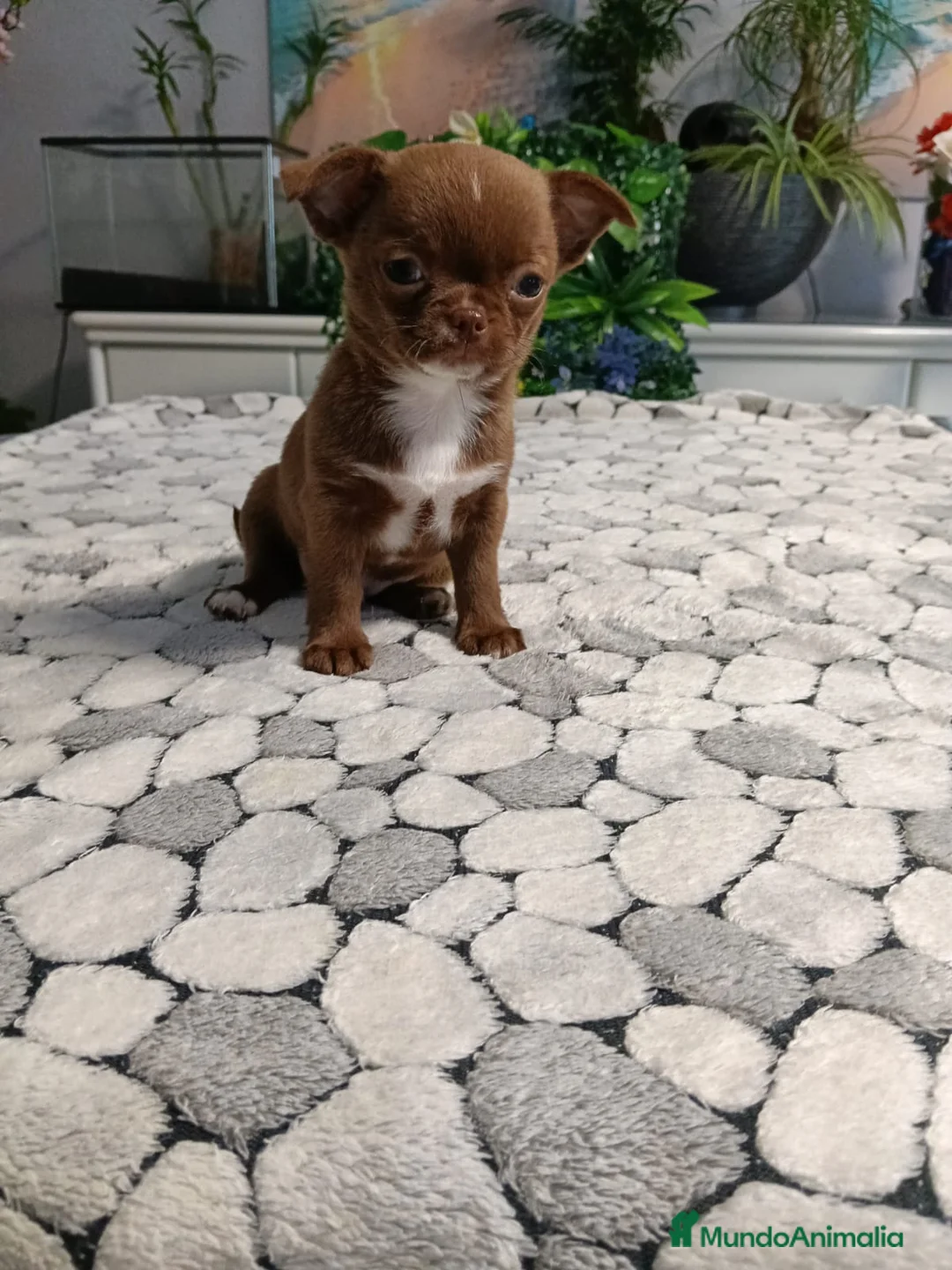 Chihuahua perros en venta: Chihuhua toy  - Anuncio 1