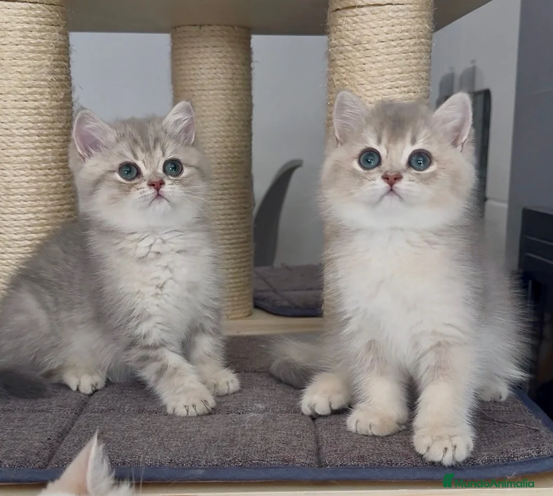 Británico de Pelo Corto gatos en venta: Camada G(2)🩵 Gael y Gino South Teddy 🩵 - Anuncio 1