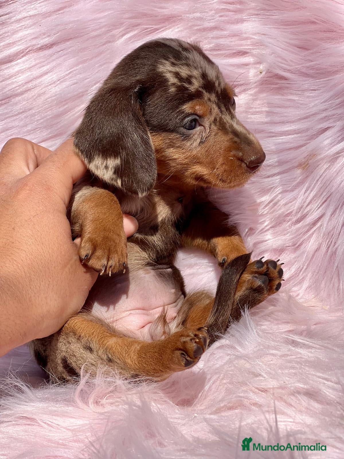 Teckel Miniatura perros TECKEL MINI CHOCO MERLE HEMBRA! en Barcelona - Anuncio 2