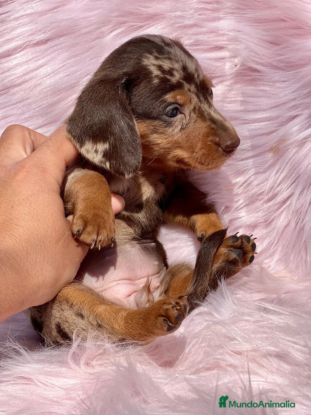 Teckel Miniatura perros en venta: TECKEL MINI CHOCO MERLE HEMBRA! en Barcelona - Anuncio 2