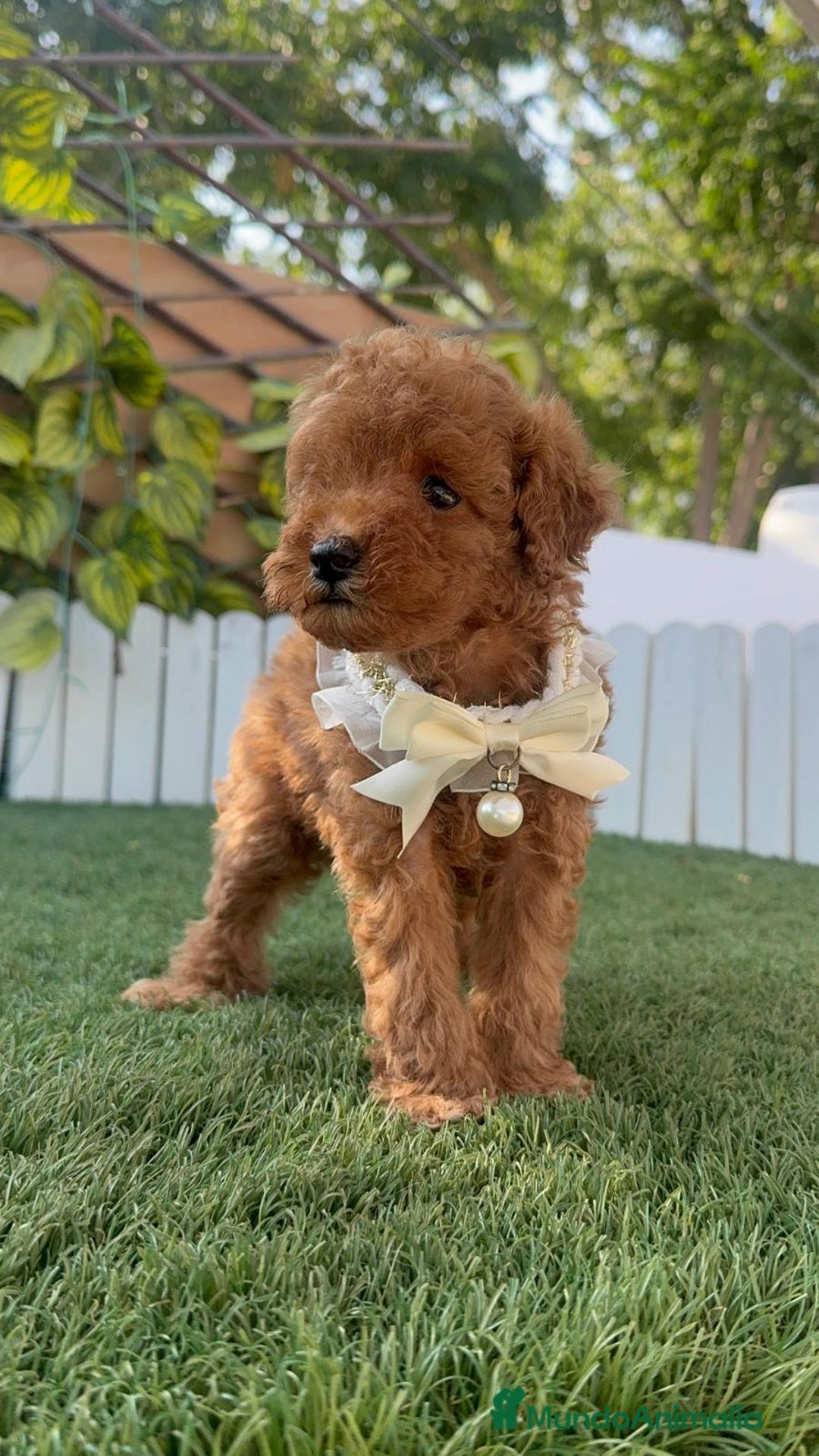 Caniche Toy perros en venta: CANICHE TOY  - Imagen 3
