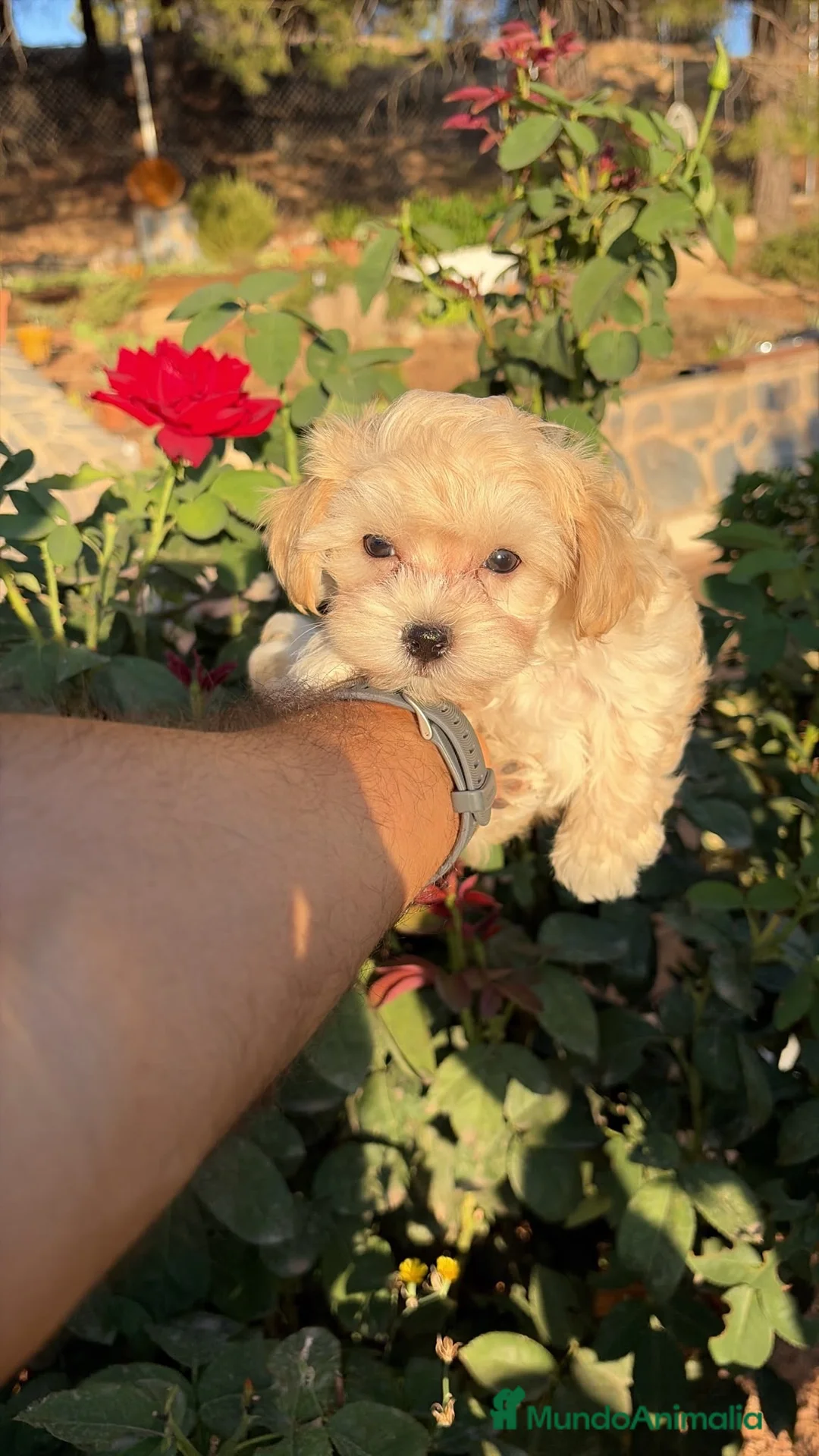 Maltipoo perros en venta: Maltipoo muy bonitos !!! - Anuncio 2