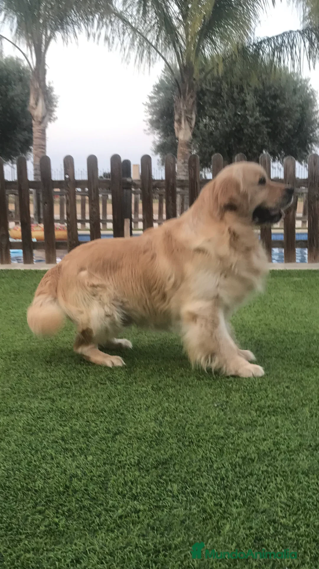 Golden Retriever perros en venta: Cachorros Golden retriever con pedigree  - Anuncio 6